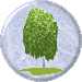 Birch