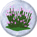 Heather