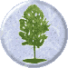 Poplar