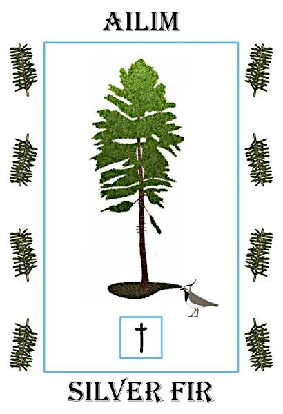 Silver Fir