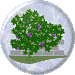 Vine